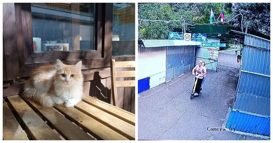 Котейку упаковали в мешок для обуви и укатили