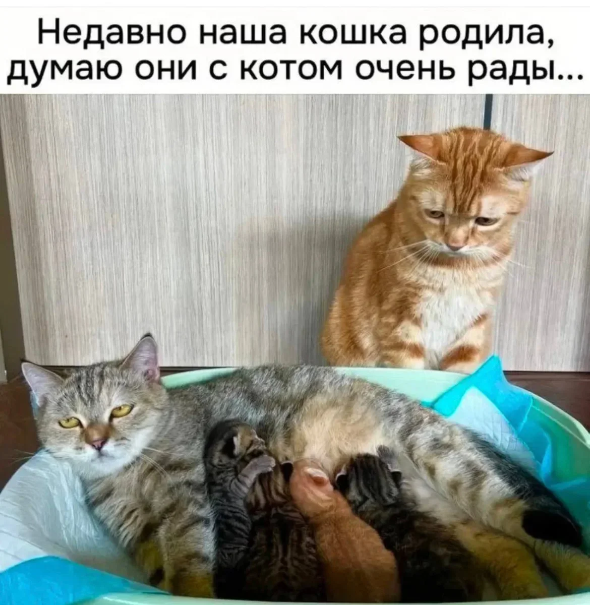Утренние мемы: 15 октября Утренние мемы: 15 октября мемы, юмор, картинки, подборка, утро