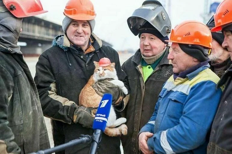 15 пушистых работников, которые не прогуливают 15 пушистых работников, которые не прогуливают животные, работа, собаки, кошки, юмор, профессии