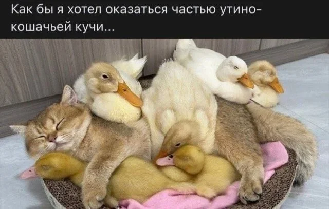 Смех до слёз: вечерняя порция мемов Смех до слёз: вечерняя порция мемов юмор, мемы, картинки, приколы, смех
