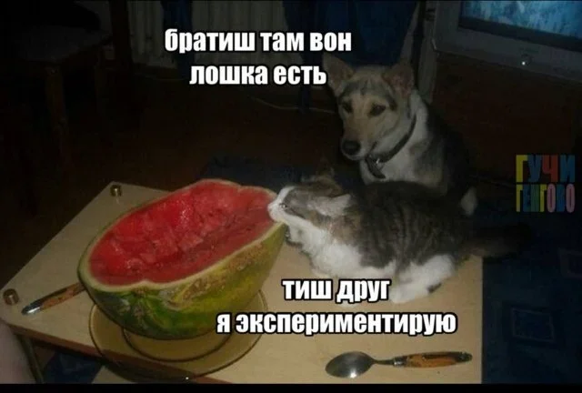 Утренняя порция мемов: 17 октября мемы, юмор, картинки, подборка, 17 октября, ИИ, капуста
