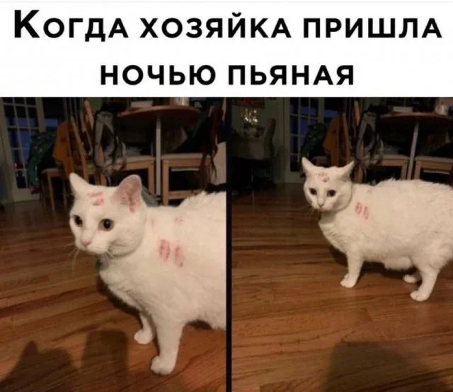 Утренняя порция мемов: 17 октября мемы, юмор, картинки, подборка, 17 октября, ИИ, капуста