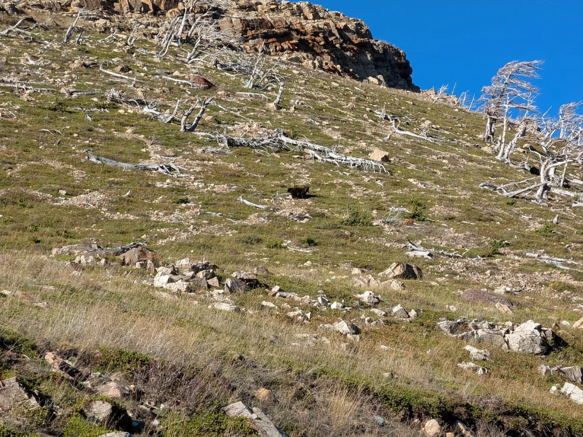 Many Glacier: отель, ледники и лоси Many Glacier, Глейшер, хайкинг, ледник Гриннелл, лодочная прогулка, дикие животные, национальный парк, США, путешествие, отель