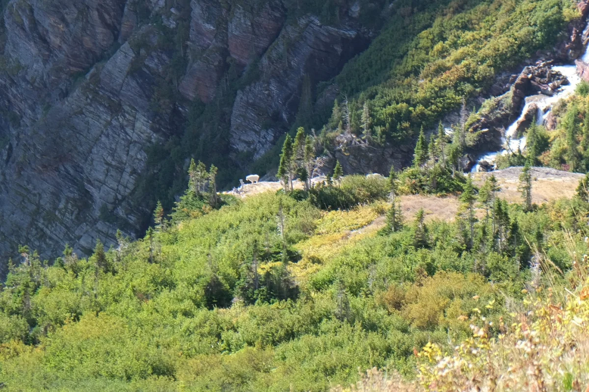 Many Glacier: отель, ледники и лоси Many Glacier, Глейшер, хайкинг, ледник Гриннелл, лодочная прогулка, дикие животные, национальный парк, США, путешествие, отель
