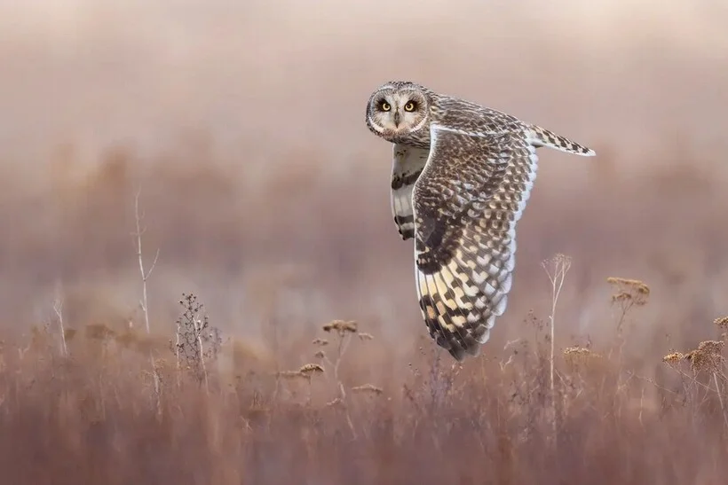 Птицы, которые победили птицы, фотоконкурс, природа, Bird Photographer of the Year, фото