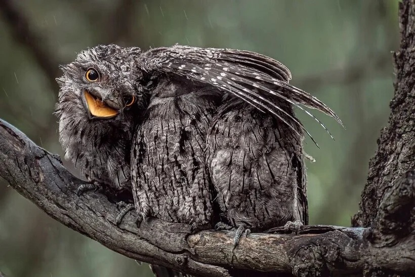 Птицы, которые победили птицы, фотоконкурс, природа, Bird Photographer of the Year, фото