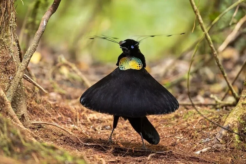 Птицы, которые победили птицы, фотоконкурс, природа, Bird Photographer of the Year, фото