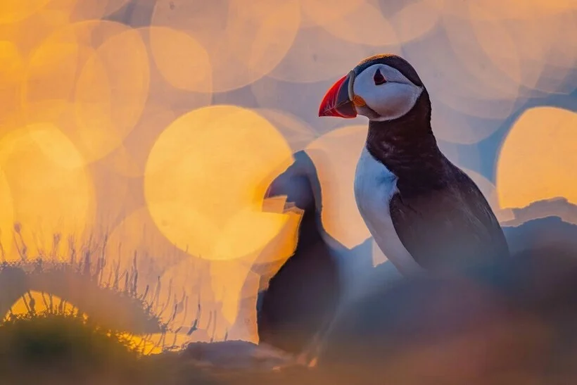 Птицы, которые победили птицы, фотоконкурс, природа, Bird Photographer of the Year, фото