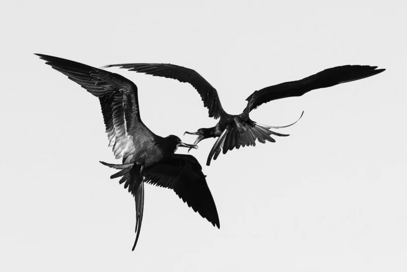 Птицы, которые победили птицы, фотоконкурс, природа, Bird Photographer of the Year, фото