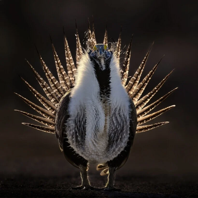 Птицы, которые победили птицы, фотоконкурс, природа, Bird Photographer of the Year, фото