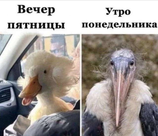 15 мемов, которые попадут прямо в точку мемы, юмор, картинки, приколы, смешное