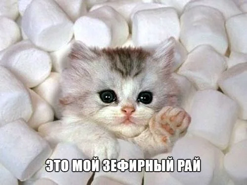 Промочишь ноги — откажет горло Промочишь ноги — откажет горло здоровье, юмор, картинки, подборка, промокшие ноги