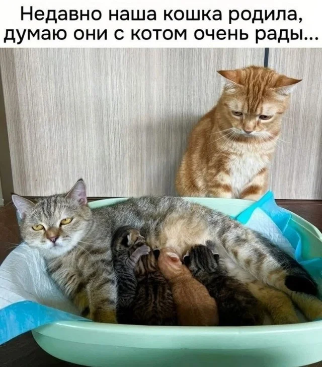 Понедельник отменяется: заряжаемся мемами Понедельник отменяется: заряжаемся мемами мемы, юмор, понедельник, картинки, позитив