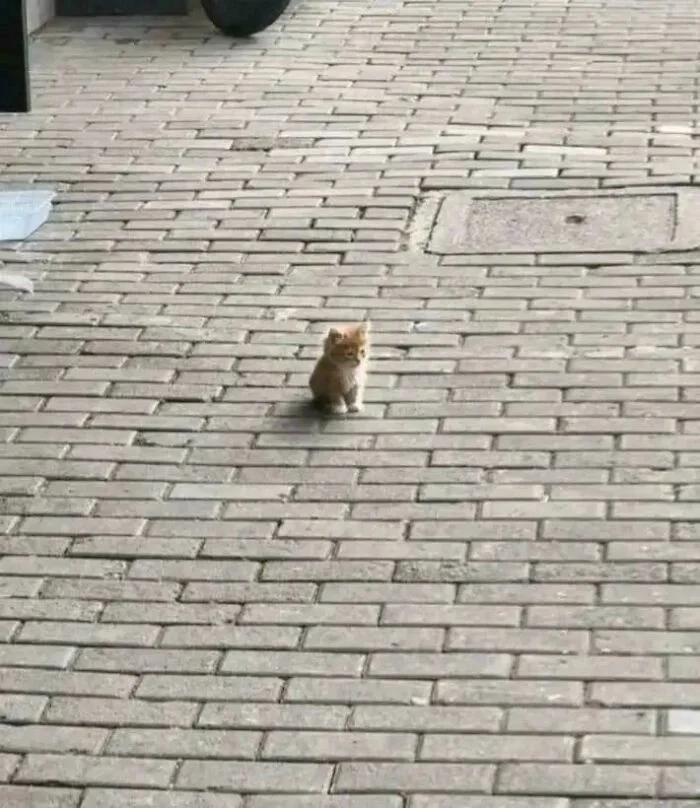 Крошечные лапки в большом мире котята, кошки, животные, фото, подборка, умиление