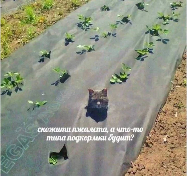 Мемы, которые вы узнаете Мемы, которые вы узнаете мемы, юмор, картинки, приколы, подборка