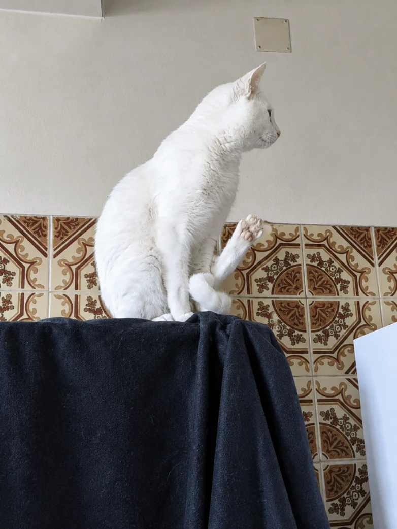 Котопусы атакуют: 30 снимков с лишними лапами