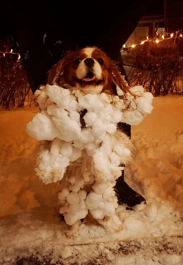 Пёсели, которые поднимут настроение собаки, животные, юмор, позитив, фото