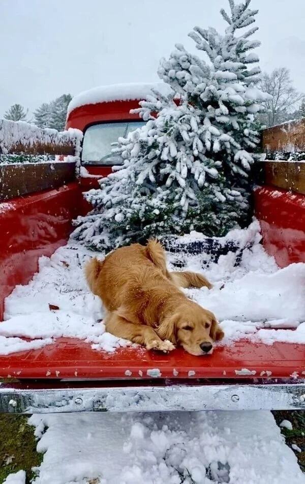 Пёсели, которые поднимут настроение собаки, животные, юмор, позитив, фото