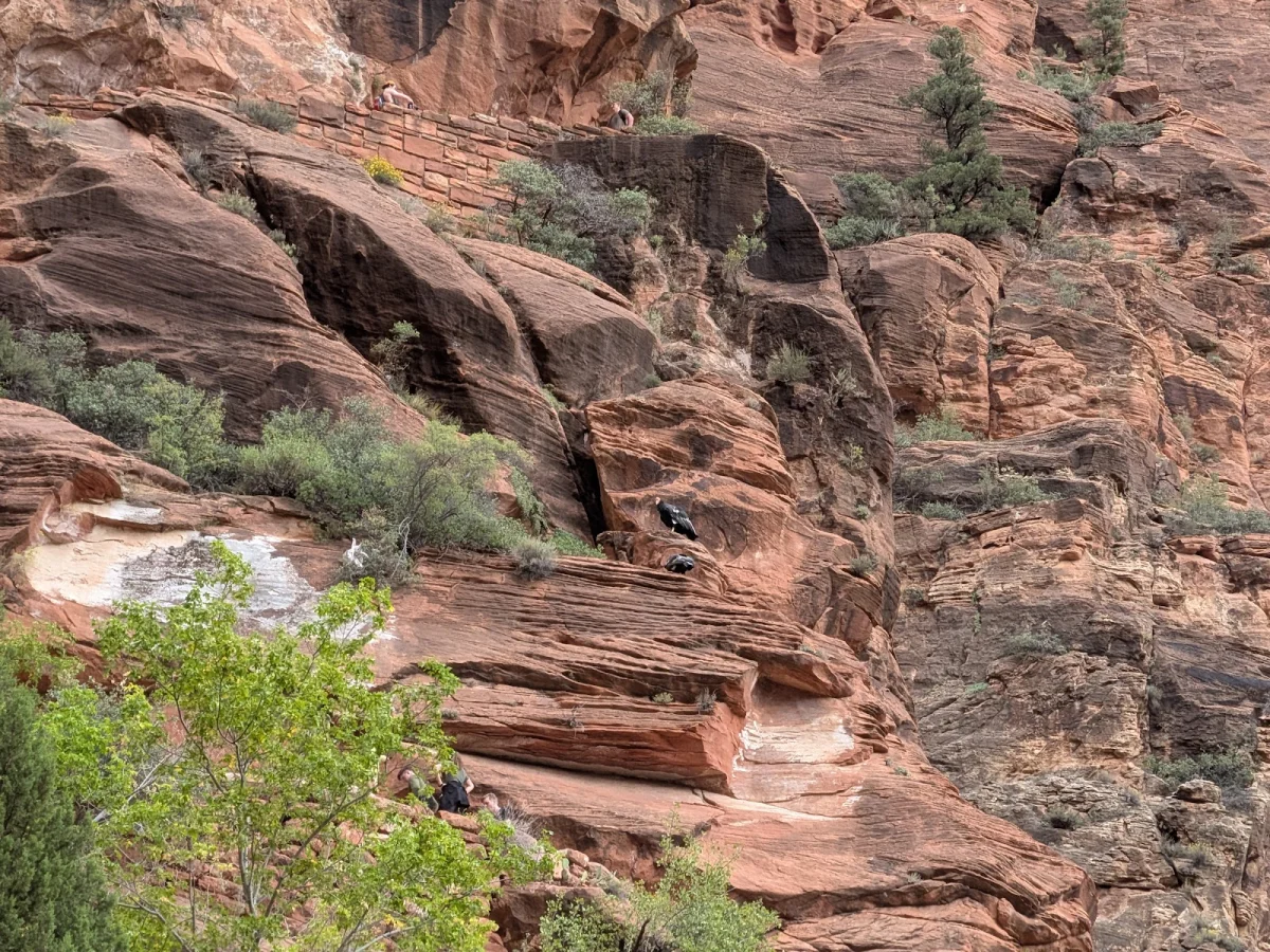 Вместо палатки — водопады Зайон, поход, шторм, водопады, кондоры, Snow Canyon, путешествия, США