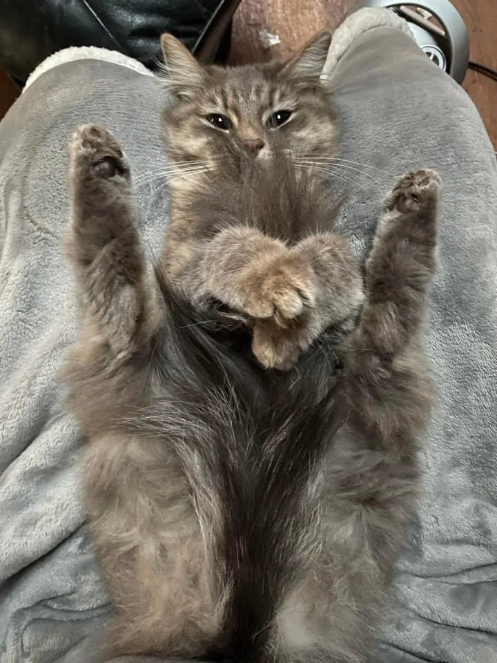 Коты, которые забыли, как нормально лежать