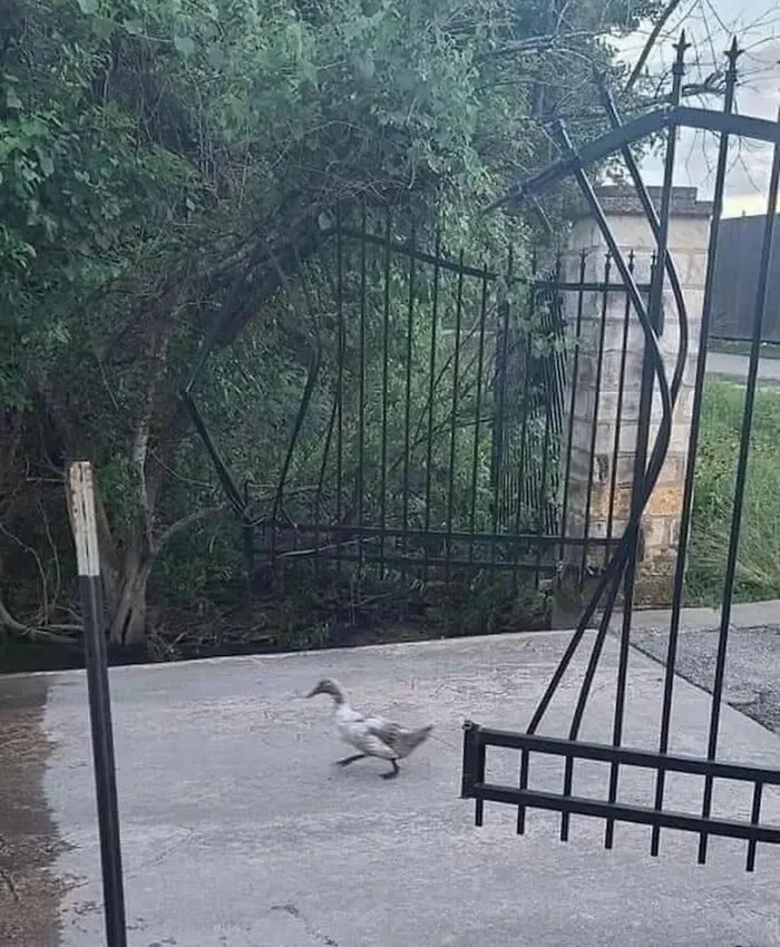 Моменты, которые не придумаешь нарочно Моменты, которые не придумаешь нарочно фотографии, подборка, случайности, юмор, животные