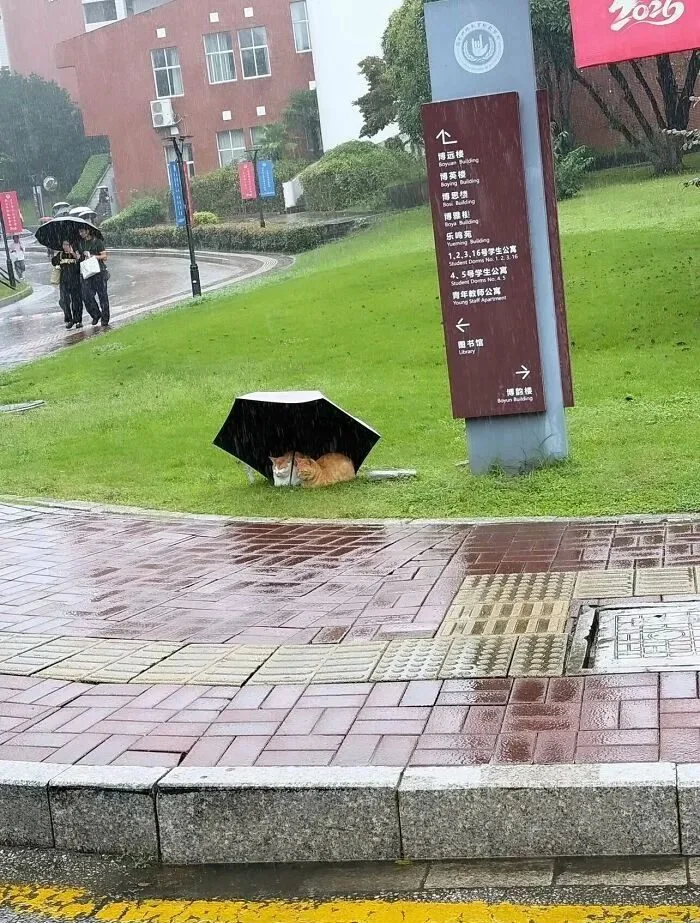 Моменты, которые не придумаешь нарочно Моменты, которые не придумаешь нарочно фотографии, подборка, случайности, юмор, животные