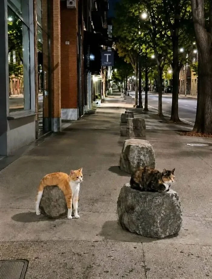 Моменты, которые не придумаешь нарочно Моменты, которые не придумаешь нарочно фотографии, подборка, случайности, юмор, животные