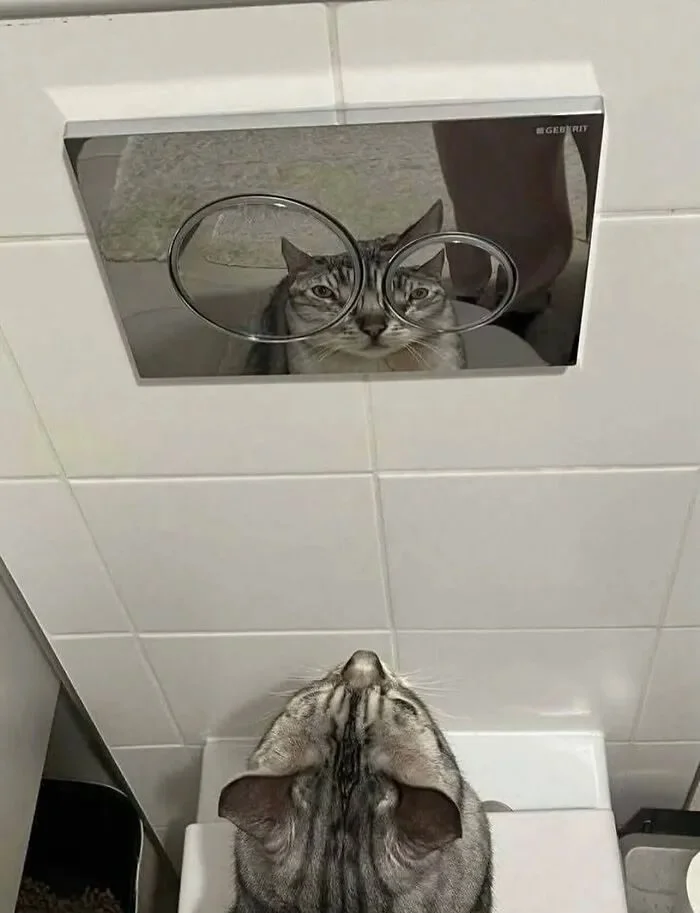 Моменты, которые не придумаешь нарочно Моменты, которые не придумаешь нарочно фотографии, подборка, случайности, юмор, животные