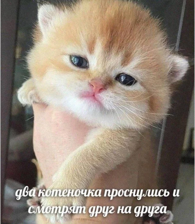 Мемы, которые спасут ваш день Мемы, которые спасут ваш день мемы, юмор, картинки, позитив, подборка
