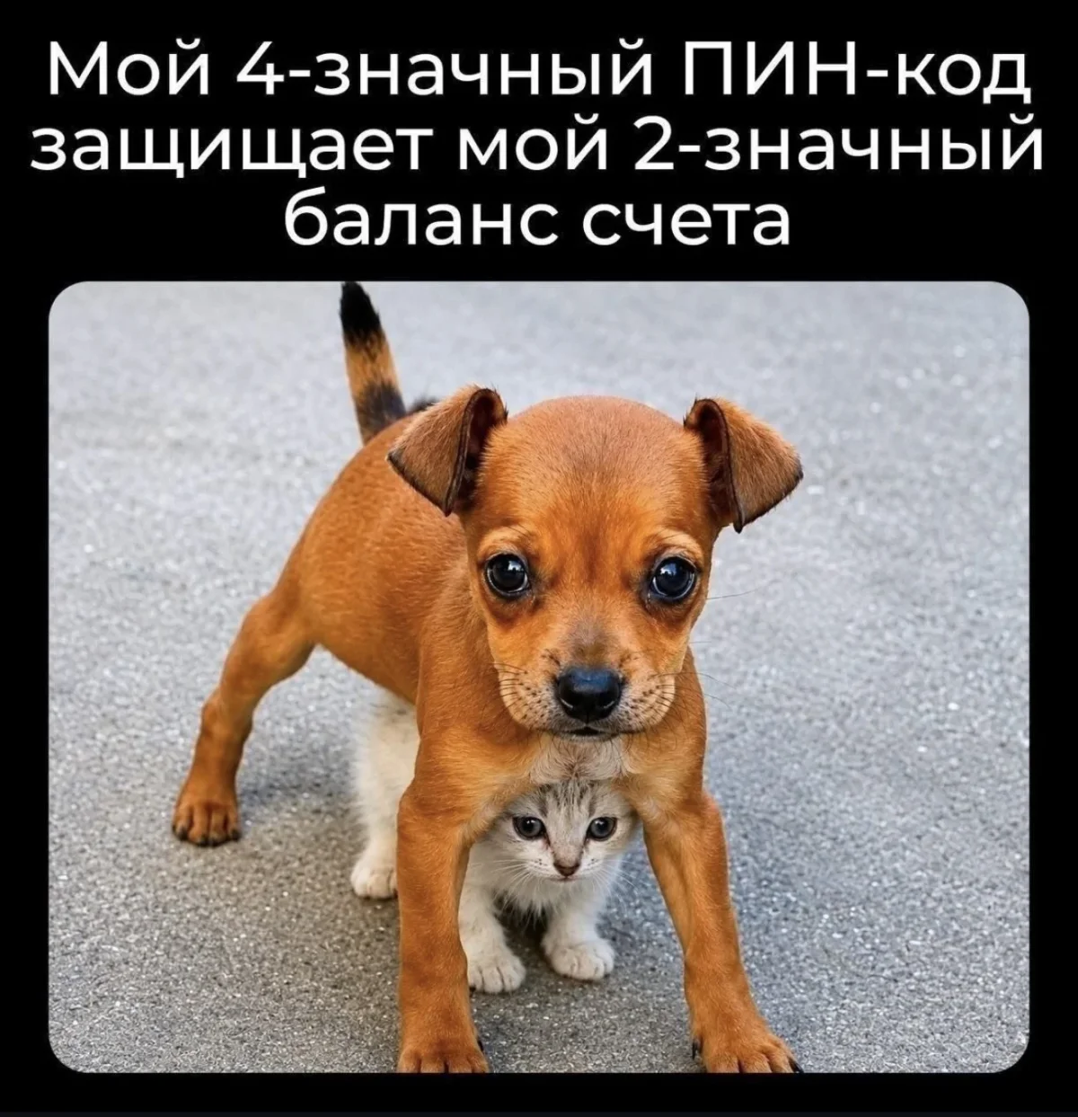 Хитрая девочка и порция смешных картинок юмор, мемы, картинки, смешное